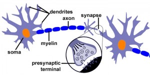 neuron structure