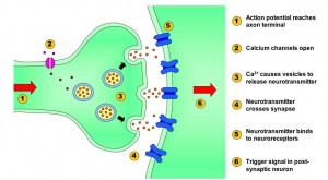 synaptic transmission